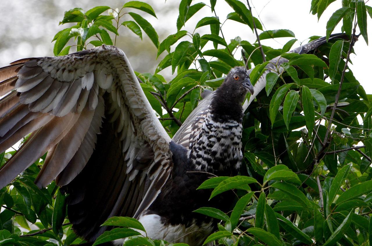 Yaku Amazon Lodge & Expeditions Paraíso Esterno foto