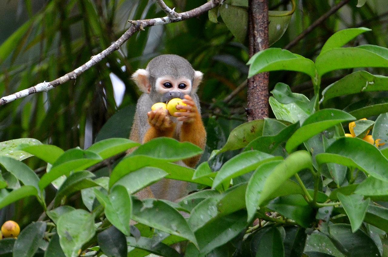 Yaku Amazon Lodge & Expeditions Paraíso Esterno foto